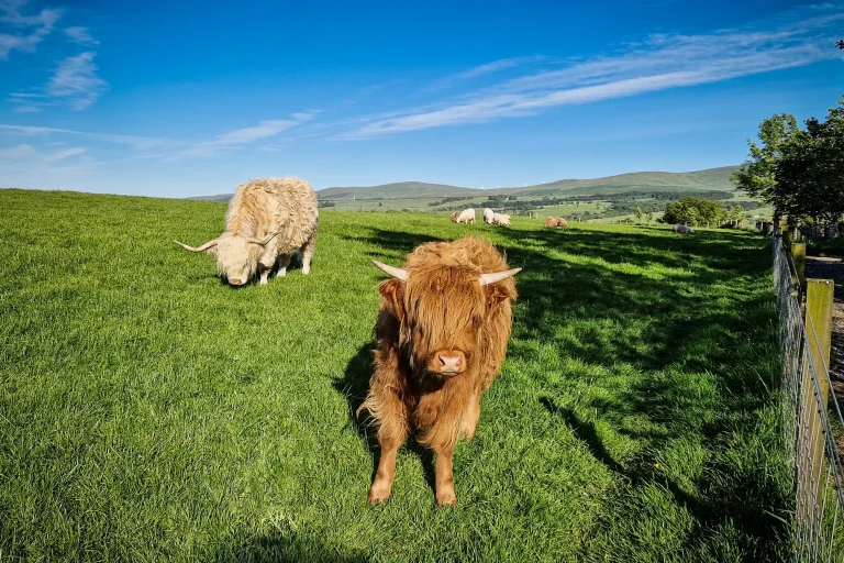 Highland cows grazing in the fields at Craighead Howfs in the Perthshire countryside