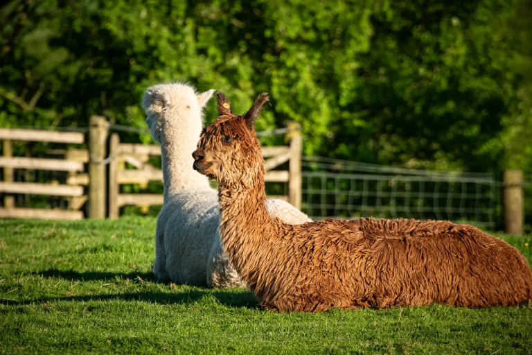 Alpacas relaxing in a paddock at Craighead Howfs in Perthshire, Scotland
