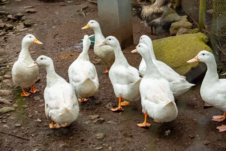 White ducks at Craighead Howfs in the Perthshire countryside