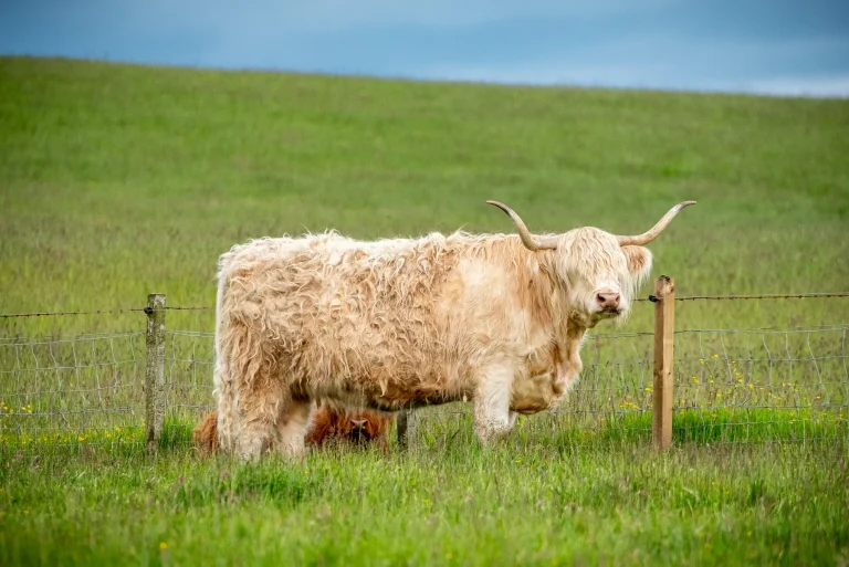 Highland cow grazing in a field at Craighead Howfs in Perthshire, Scotland