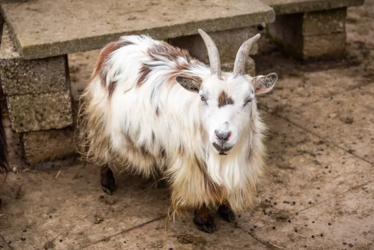 Pygmy goat at Craighead Howfs in Perthshire, Scotland