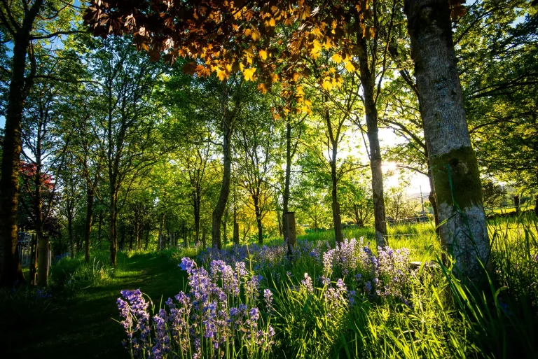 Woodland garden with bluebells at Craighead Howfs in Perthshire, Scotland